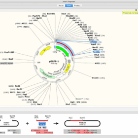 SnapGene 8.1.1 for Windows Advanced DNA Sequence Visualization and Analysis